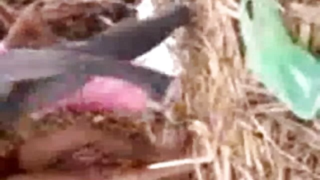 সেরেনা ধ্বংসাবশেষ গাধা অতিরিক্ত মনোযোগ ছাড়া ঘোরা এবং www xnxx বাংলা চিত্কার