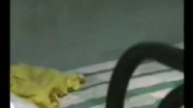 স্লো ওয়াকা একটি মহিলার শরীরের বাংলা সেক্স মুভি ভিডিও সব কবজ আছে